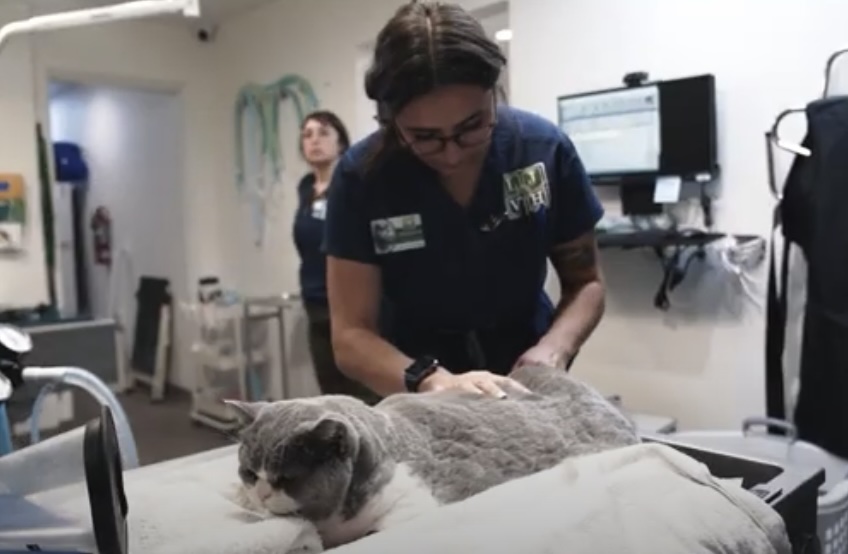 Vet with a Cat