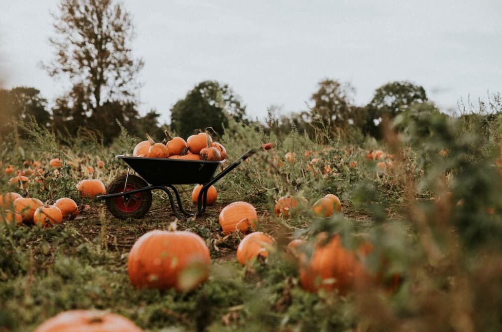 A wheelbarrow filled with pumpkins in a field