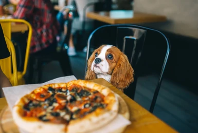 Dog sitting on a restaurant chair next to a table with pizza