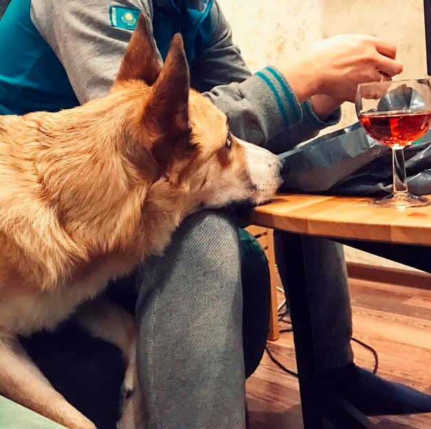 Dog on its owner's lap while they're having a beer