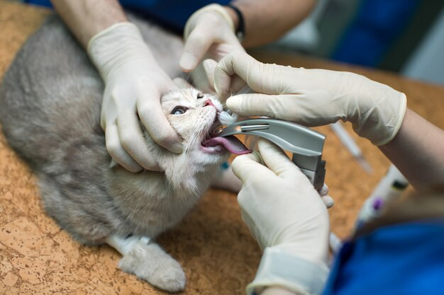 Anesthesia for a cat