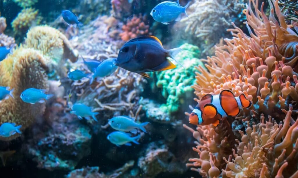 Colorful fish swim around coral in an aquarium