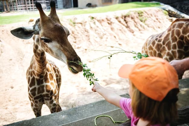 Girl feeding a giraffe at the zoo