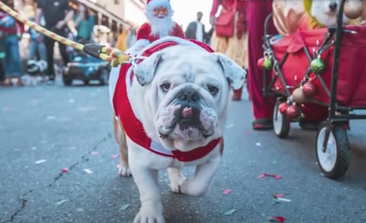Pet parade
