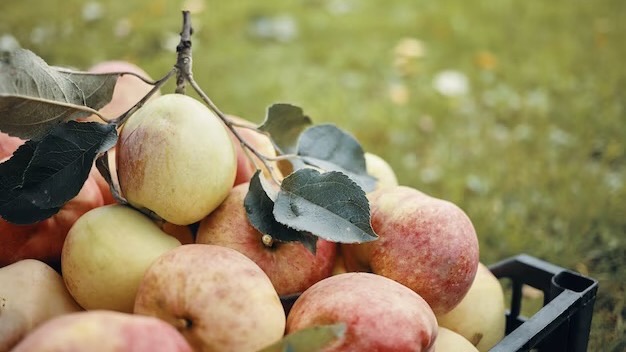 A bunch of apples in a box